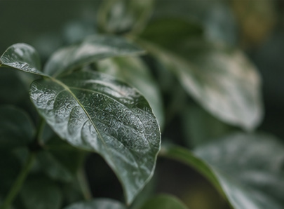 Illustrative fresh green foliage