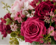 Illustrative deep red and pink roses